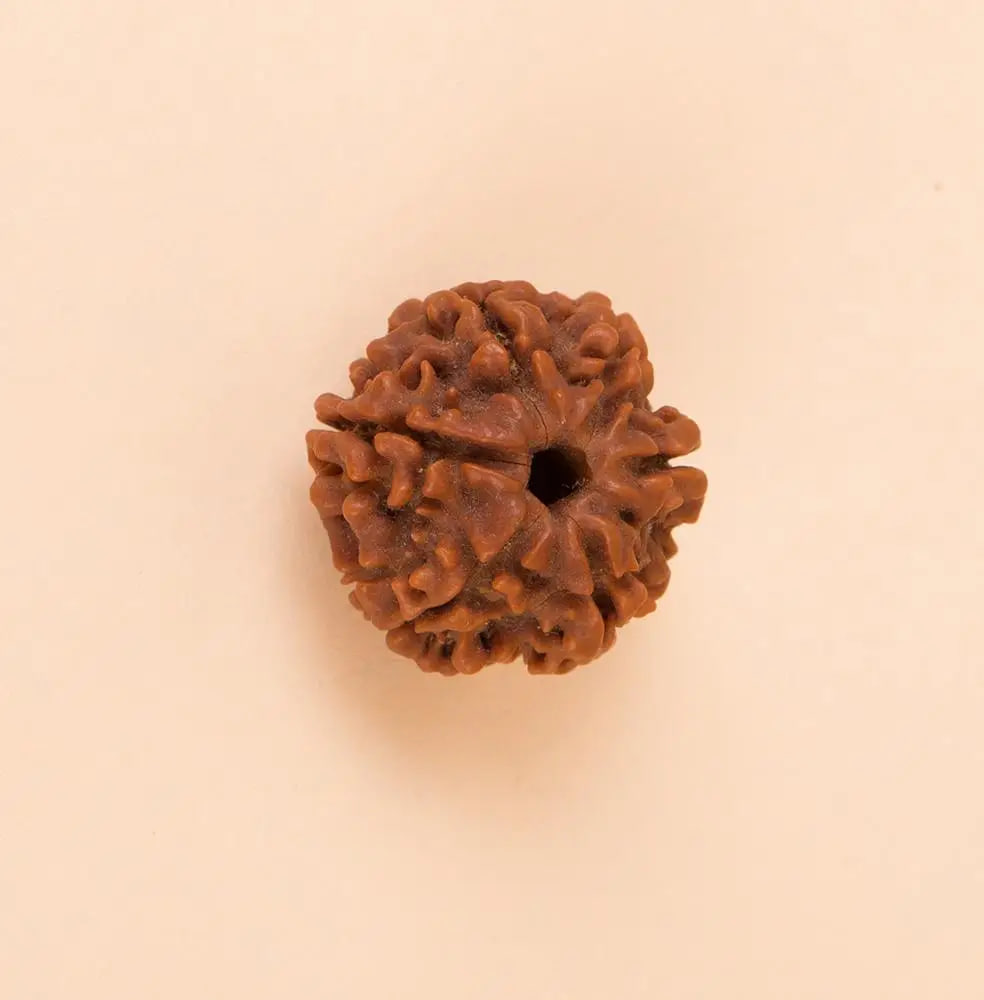Isha Shanmukhi (six faced) Rudraksha Bead, single bead for children below 14 years of age, Isha Life — миниатюра 2